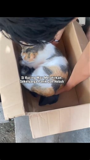 The whole family is in a panic and excited #shorts #cat #funny #cats #catlovers #animals #pets #cute