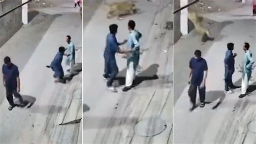 Pet lion creates panic on Lahore street, mauls family as owners stand and watch