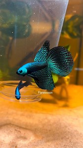 9.5K views · 156 reactions | Green Alien Betta | AKVARYUM Bilgi Paylasim | Facebook