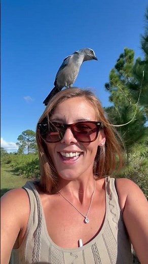 Florida Scrub Jay Bird Lands on Head and Pecks at Woman's Hair