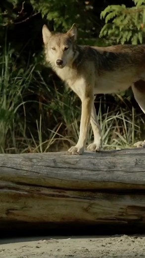 2.8K views · 38 reactions | Wolves are highly intelligent, native,...