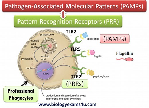 How does Innate immune response recognize pathogens? PRRs and PAMPs