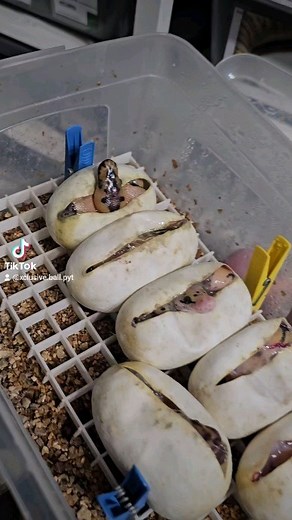 Pastel super enchi yb clown x spotnose clown 🥚🥚🥚🥚🥚🥚 #royalpythons #ballpythonlove #beardeddragon #reptilebreeder #snek #morph #leopardgecko #petsnake #herpetology #animal #morphs #cornsnake #snakelove #reptilelove #livingart #ballpythonofinstagram #snakelovers #reptilesofinsta #serpent #ballpythonsnake #nature #ballpythonlover #babyballpython #snakesofinsta #crestedgecko #ballpythonmorphsofinstagram | Xclusive ball pythons