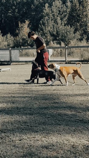🐾 Ready to Transform Your Dog’s Behavior? Book a FREE Consultation at Airborne K9! 🐾 Whether you’re struggling with basic manners, serious behavior concerns, or you’re dreaming of a high-level sport dog — we’re here to help you build a dog you can truly enjoy living with. 👉https://tinyurl.com/3hu3d9wa At Airborne K9 in Sanford, NC, we specialize in: ✨ Obedience Training (from puppy to advanced) ✨ Behavior Modification ✨ Off-Leash Reliability ✨ Sport Dog Foundations (PSA, IGP, Detection, Agili