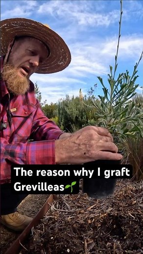 The reason why I graft Grevilleas🌱#grevillea #grevilleagrafting #youtube