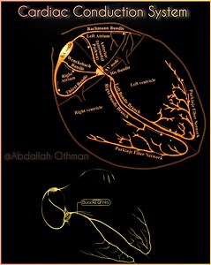 151K views · 1.3K reactions | Conduction system of the heart 變⚡ #HeartConductivity #MedEd #MedicalAnimation #Cardiac #Cardiology Cardiobeat Bybeat #Cardiovascular #Heart #Heartbeat | Abdallah Othman | Facebook