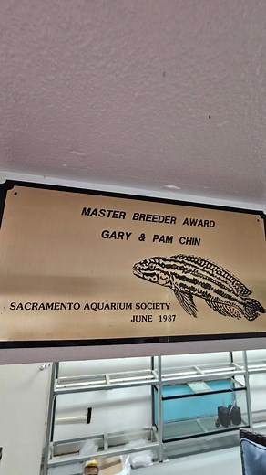 If you never seen this facility, you missed out on one of the Greatest fish room in the african cichlid hobby. Ill show you a tour of Pam Chin fish room before the breakdown. Joe Candelaria Jr. Will continue the legacy of the ultimate fish collection. | Tee Cee