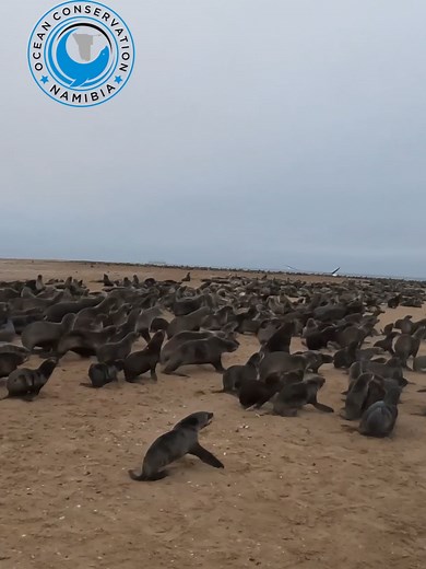 Please please please pick up your trash and never leave anything on the beach. Pick up trash even if it is not yours. You will be rescuing marine animals in the process. #ocn #sealrescue #plasticpollution #plasticwaste #oceanconservationnamibia