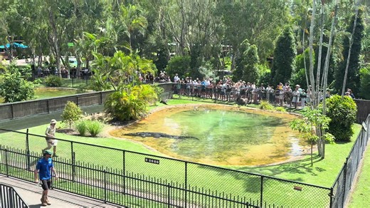 The croc show at Australia zoo (feb.14th) #traveltiktok #travelingcouple #travel #traveling #australia #makingmemories #exploring #adventure #australiazoo #steveirwin #animals