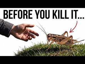Never Kill the Cricket in Your House — Here's the Real Reason