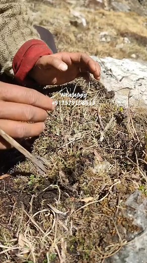 179K views · 2.1K reactions | #YarsagumbaReels or #Vireal to explore trending topics. `#Yarsagumba`, `#HimalayanViagra`, `#Cordyceps` | _yarsagumba | Facebook