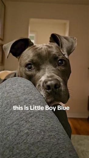 Adopt Little Boy Blue: Your Active Adventure Buddy