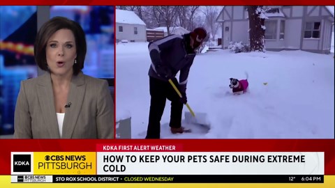How to keep your dog safe while taking them out in sub-zero temperatures