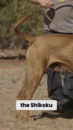 I spent 30 days with the Tosa Inu and discovered its hidden power