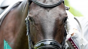 Donate to Support Elsa's Journey to Recovery, organized by deanna nelson