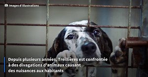 Près de Nantes: un élevage clandestin démantelé, une cinquantaine de chiots sauvés