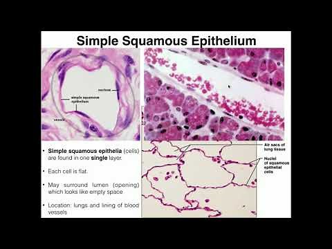 A&P I Lab | Exercise 4: Histology & Tissues