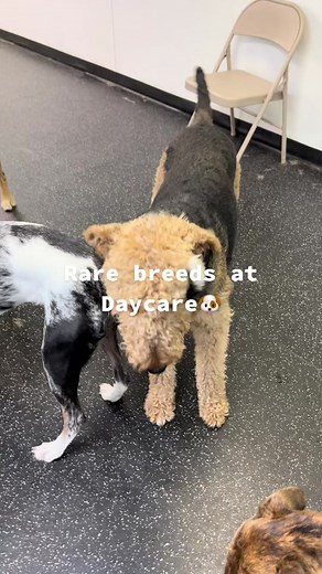 Rare Breeds at Dog Daycare | Bubble Puppy Fun