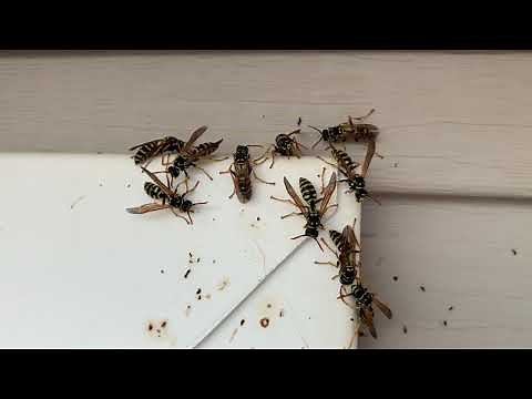 How To Kill Paper Wasp Using Delta Dust