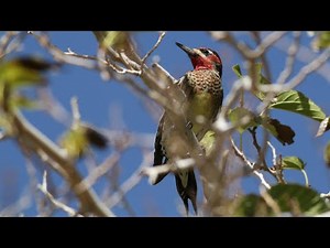Sapsuckers | Bird Identification Guide