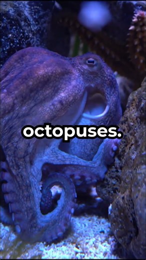 Top 5 Smartest Sea Creatures