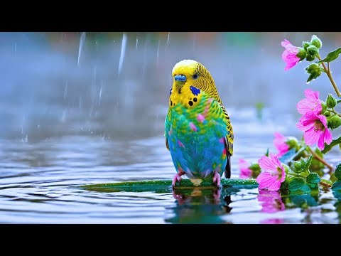 Spring Mood: Serene Relaxing and Birdsong to Improve Focus