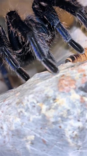 The colouration of gbb is lush #spider #arachnid #tarantula #tarantulasoftiktok #exoticpets