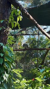 Discover the best of Belize this summer at the Belize Zoo ☀️ where you’ll encounter native species up close, learn about conservation efforts, and make memories that will last a lifetime! The perfect family-friendly destination for animal lovers, eco-tourists, and adventure seekers alike! 🍃 #belize #belizezoo #travel #travelbelize #bestlittlezoointheworld #wildlifeconservation #endangeredspecies #nativewildlife #summerdestinations | The Belize Zoo & Tropical Education Center