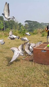 Racing Pigeons training | Joty's Aviary