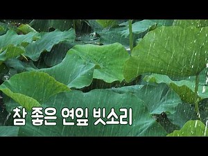 The Sound of Rain Falling on Lotus Leaves | Sounds of Countryside Nature for Deep Sleep ASMR [4K]