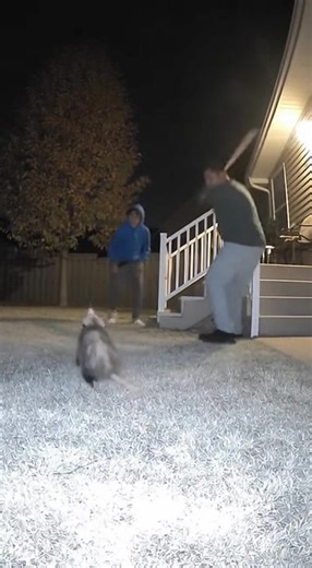 CCTV Footage 😱 Possum Attacks Teen at Night — Homeowner Saves with Baseball Bat! #CCTV #CaughtOnCamera #PossumAttack #NightVision #SecurityFootage #BackyardFootage #AnimalAttack #WildlifeEncounter #ScaryMoment #RealFootage #ViralVideo #HomeSecurity #CloseCall #BackyardDrama | CCTV zone