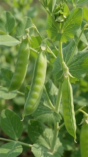 From Seed to Green Peas 🌱 Amazing Pea Plant Life Cycle #Shorts