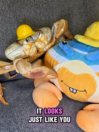 Winny Plushie Pre-Order | Ships September