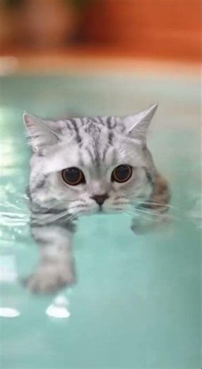 The kitten is learning swimming 🏊‍♂️ Watch this adorable first splash #kittens #swimming #pets