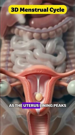 Female Period Cycle in 3D | Menstruation Animation