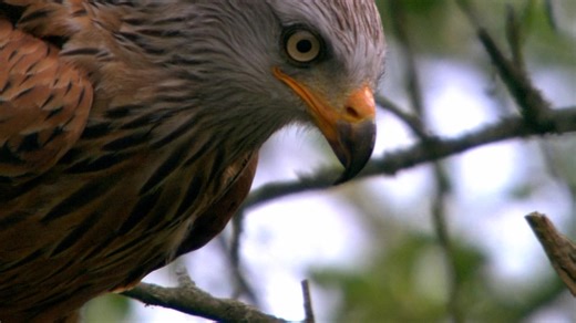 德音纪录片《狂野德国-Wildes Deutschland》 S02E01 The Thuringian Forest 生肉