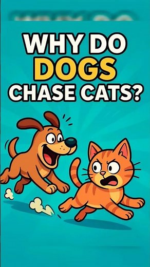Why Do Dogs Chase Cats?! #CatVsDog #AnimalFacts #FunFacts #Shorts
