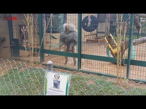 Ghetto Baboon Throws Poop at Visitors (Funny Voiceover)