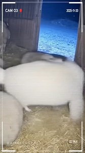 3.6K views · 13K reactions | Shégué  | Joel _ Mappa | Facebook