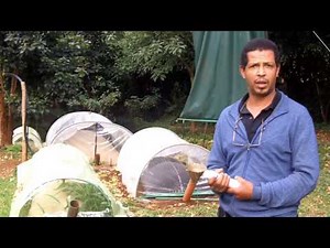 Kenyan Biogas system - interview with Dominic Wanjihia