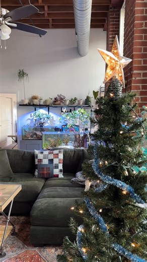 𝙄𝙣𝙡𝙖𝙣𝙙 𝙍𝙚𝙚𝙛 | Mangrove Lagoon Biotope on Instagram: "🎄wishing you a happy holidays🎄 • • ——————————————————————— 🌊🌊🌊🌊🌊 Tank: @sraquaristik Stand: @sraquaristik Lighting: @kessilled Controller: @ghl_aquariumproducts Food: @reefnutrition @easyreefs Flow: @ecotechmarine Jebao 🌊🌊🌊🌊🌊 Use code “ inlandreef12 “ for 12% off your entry into the GHL controller line ——————————————————————— #reeftank #macroalgae #mangrove #plantedtank #coralreef ——————————————————————— ©️ 2025 inland_re