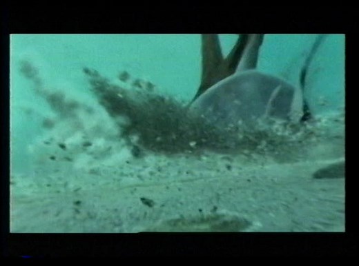 2004 Shrek 2 (2004 Dreamworks VHS)