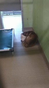 11/28: Jake has been picked up by his adopters and is safely out of the shelter. 11/25: Jake is showing an adoption application. If you are the person or rescue who placed the application, please let us know. Thank you!! Alone for Thanksgiving. This is Jake #A417084. Today as the shelter closed, we passed by to see this sad soul shaking and curled up in a ball. This is what the shelter environment does to these animals. He’s losing hope. No one has come for Jake. He’s 2 years old, his heart worm