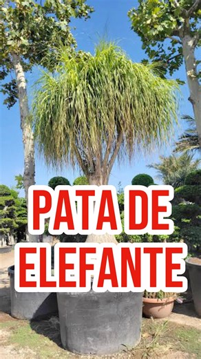 437K views · 5.7K reactions | Multas y Sanciones por tener una Pata de Elefante en casa ¿Cierto o Falso?‼️Like y comparte (Hablamos sobre la polémica de hace unos meses sobre este tema)‼️ | El Arborista Sigiloso | Facebook