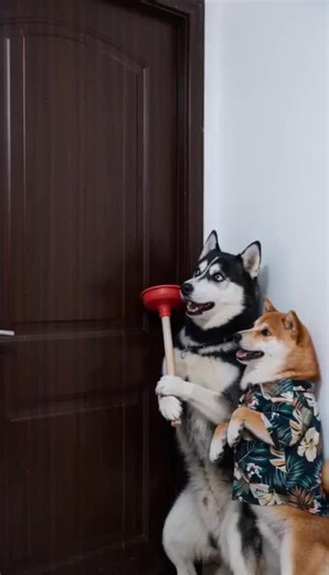 Here is Johnny: Hilarious Dog Fails Compilation