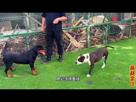 五个半月罗威纳VS成年斯塔福，小家伙炸毛像狮子，全场火药味十足