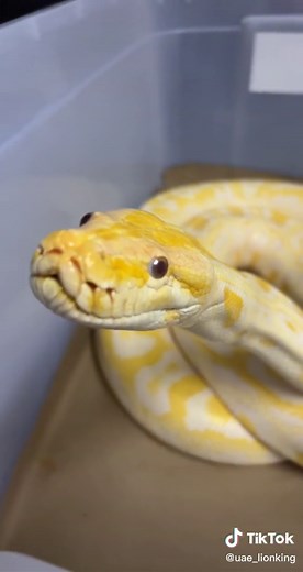 Yellow and White Python: Captivating Snake Features