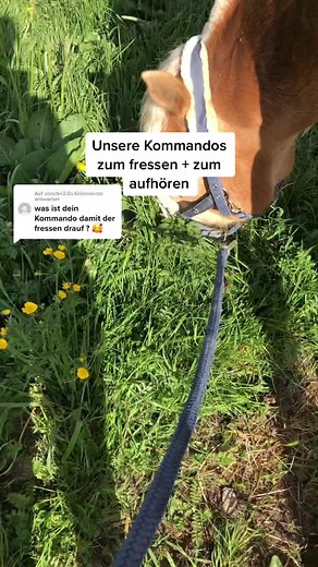 Training a Young Haflinger Horse in the Pasture