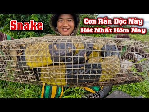 Con RẮN TO Khủng Khiếp Nhất Của Rừng Lá # CSBR # 398