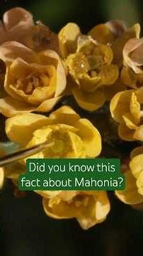 Mahonia can do what?! Find out its clever trick to ensure pollination in the winter months #rhs